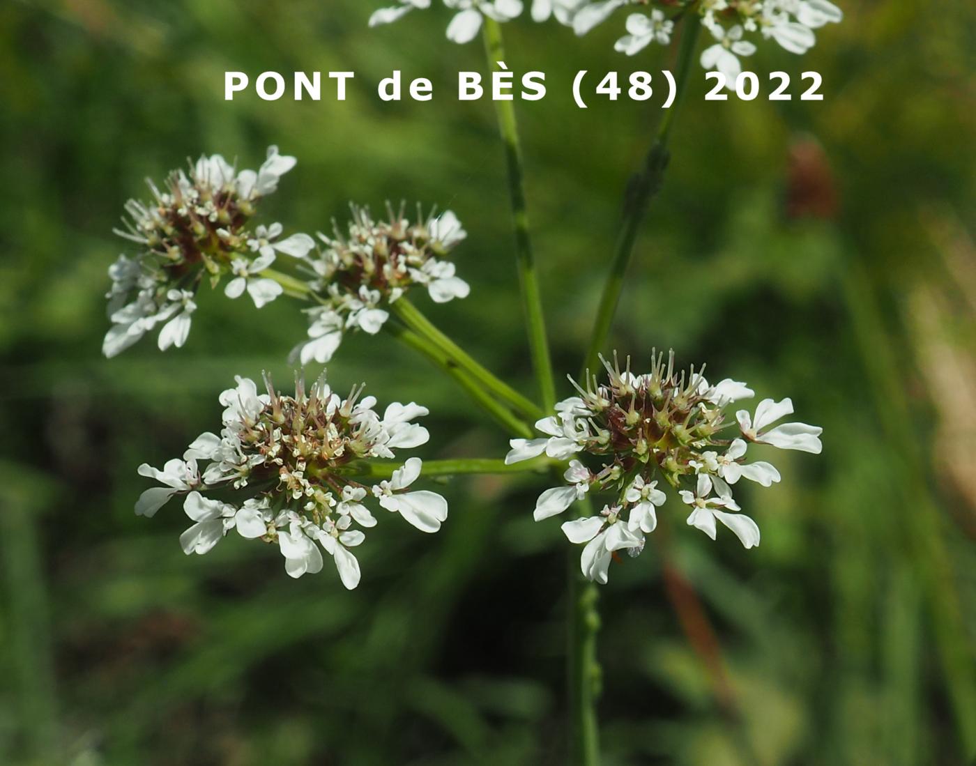 Dropwort, (Masterwort-leaved) Water fruit